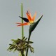 Bambou S - Oiseau Paradis, Agapanthe fruits