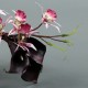 Cube M black - Orchidée spider, Arum pourpre