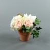 Pot en Terre Cuite - Hortensia, Rose, Magnolia, Lierre