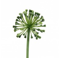 Allium 56cm - Vert